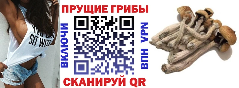 купить   Ессентуки  Галлюциногенные грибы Psilocybine cubensis 